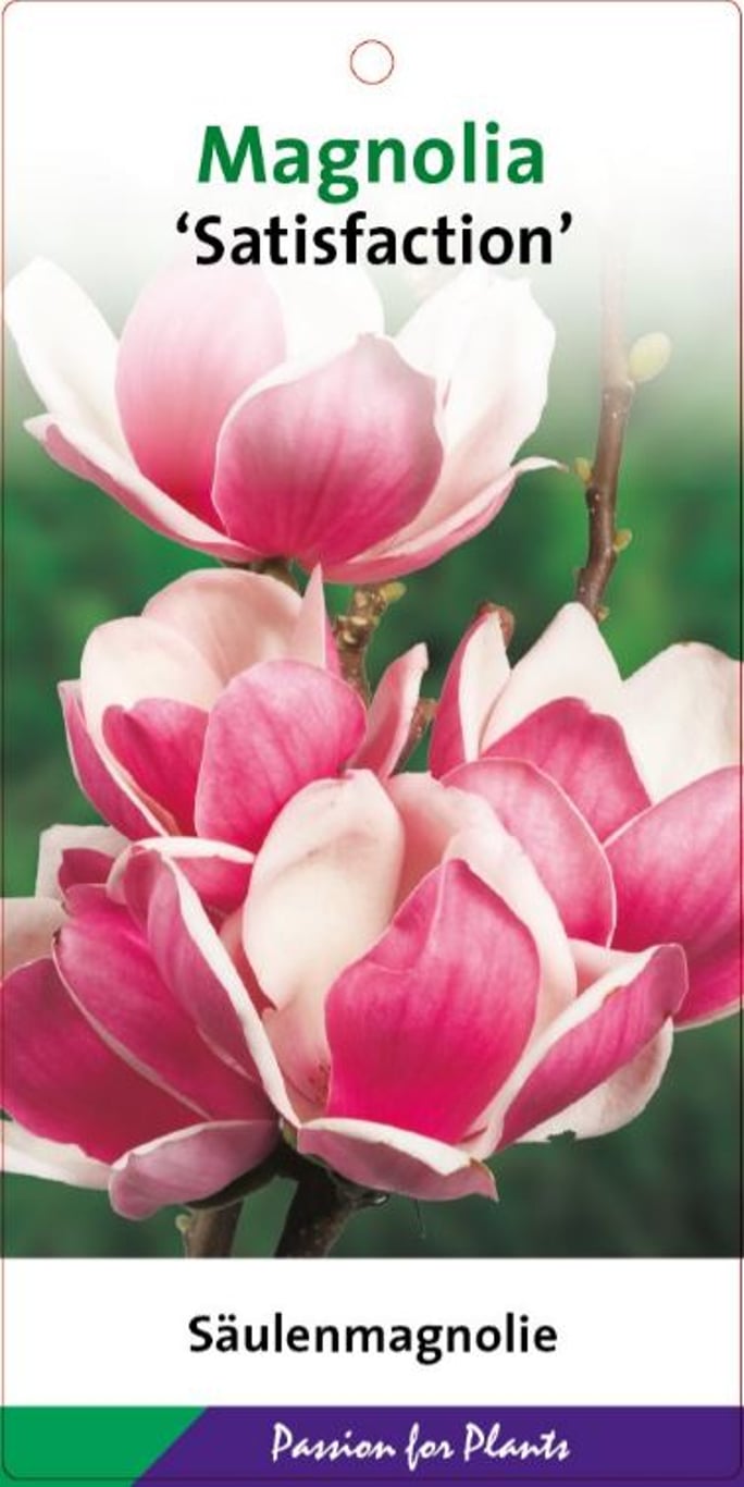 Magnolia soul. 'Satisfaction' - C7.5 60-80 CM